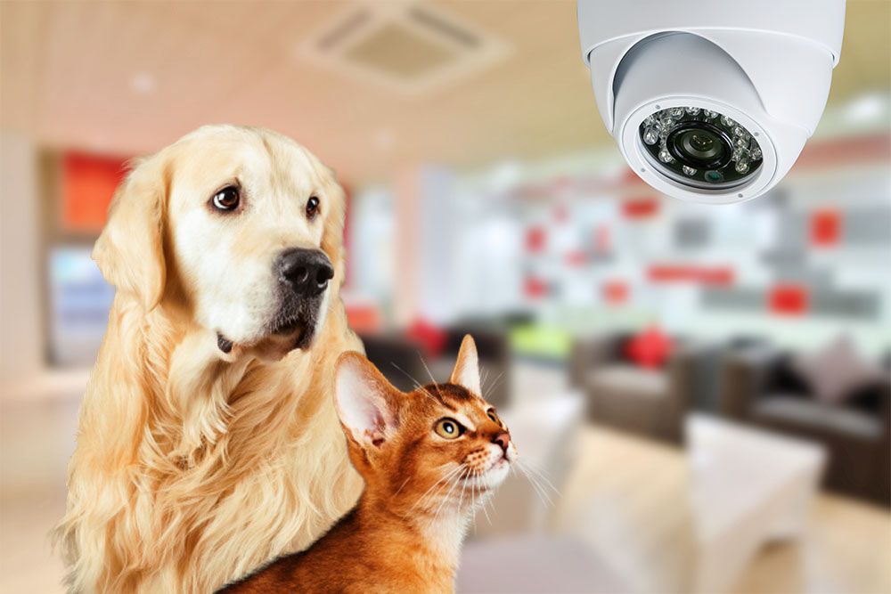 Sicura 24 - Videosorveglianza per la tua Casa e il tuo Business